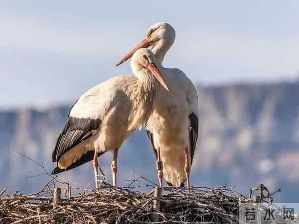 异地17年,每年飞13000公里相见,却在生子后离开!这个“负心汉”看哭了全世界……