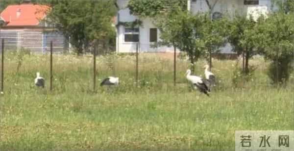 异地17年,每年飞13000公里相见,却在生子后离开!这个“负心汉”看哭了全世界……