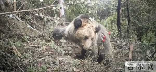 高原腹地，驻训官兵邂逅大棕熊