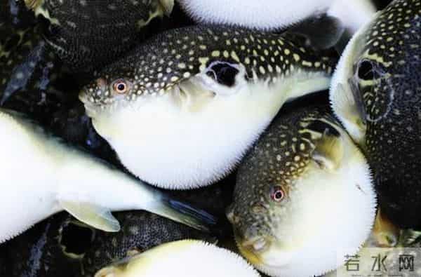 曹妃甸区围绕乡村振兴全面发力助推农业农村“五个发展”