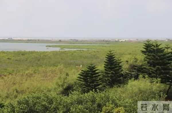 瑶瑶台湾看湿地——第二天：穿上特制鞋，牛车采生蚝