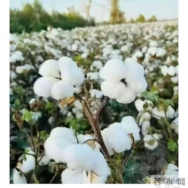 难忘摘棉花的岁月