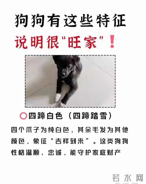 旺家”狗才有的特征,你家狗中了,就偷着乐吧!