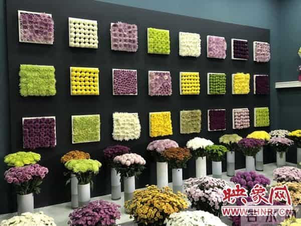 中国开封:国际菊花齐斗艳 各展风韵异国风