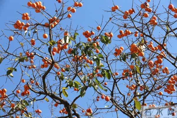 今日秋分,节日快乐!