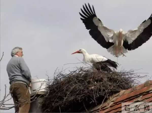 异地17年,每年飞13000公里相见,却在生子后离开!这个“负心汉”看哭了全世界……