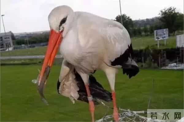 异地17年,每年飞13000公里相见,却在生子后离开!这个“负心汉”看哭了全世界……