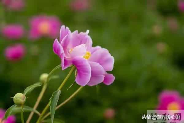 我比想象中更爱你,也比表面更想你,你却从未察觉我的深情!