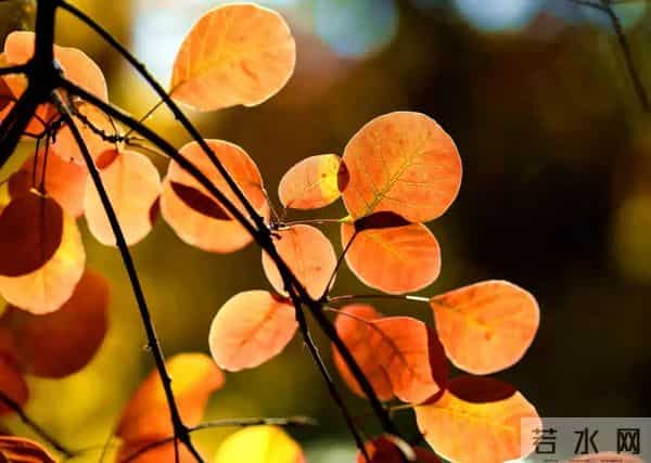 今日秋分,节日快乐!