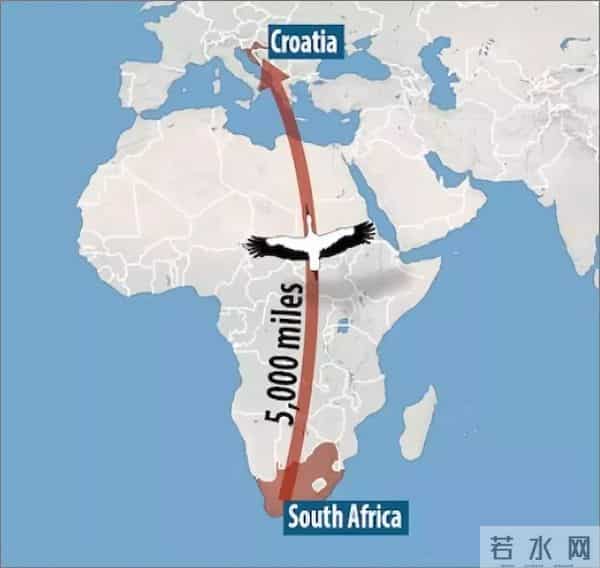 异地17年,每年飞13000公里相见,却在生子后离开!这个“负心汉”看哭了全世界……