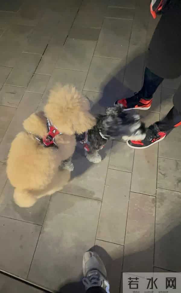 杨威白担心了，和儿子失联没几天，杨阳洋就现身与费曼过节破传闻