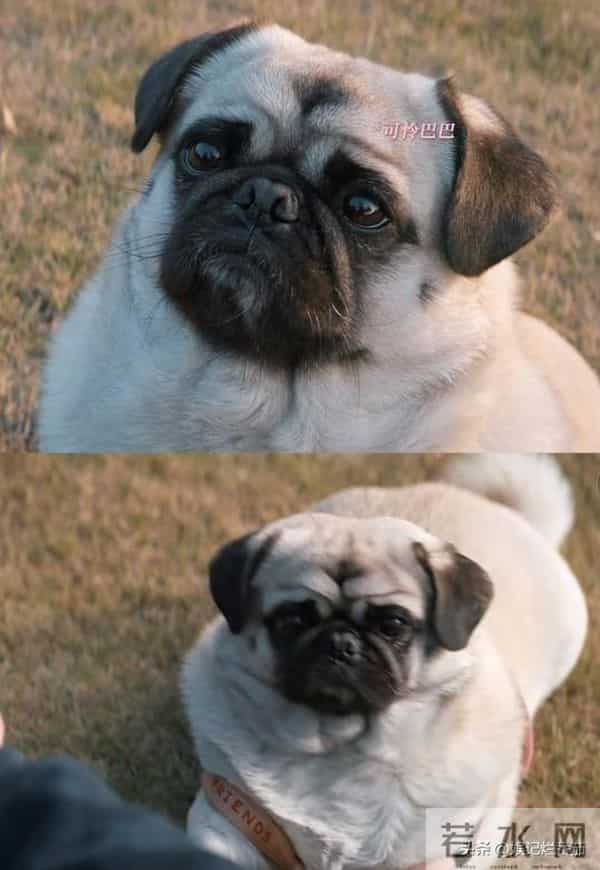 女配别选太惊艳!霍建华新剧安沺一出场,朱珠前12集白铺垫了
