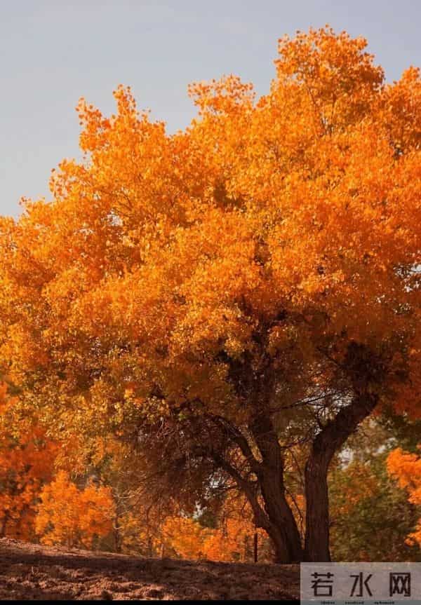 观《胡杨女人》有感