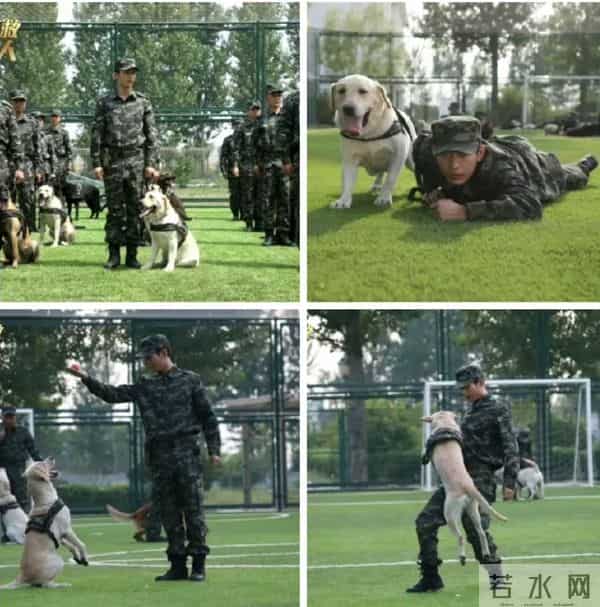 番位突升+10亿豪赌？8年旧片《营救汪星人》重映成毅粉丝集体抵制