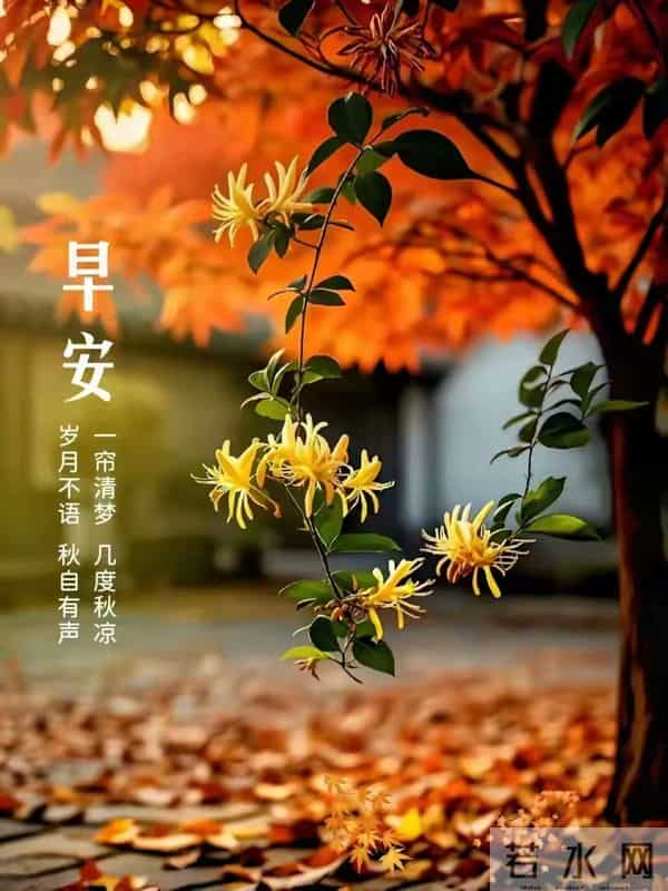 11月24日星期一早安祝福图片