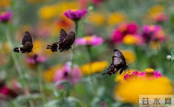 男人爱听的5句情话,女人总羞于出口