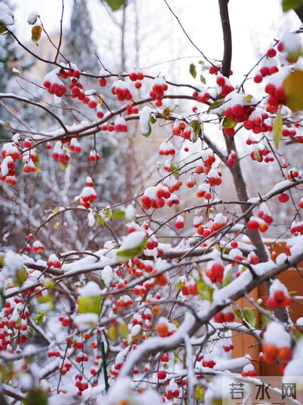 有个院子猫冬，是种幸福