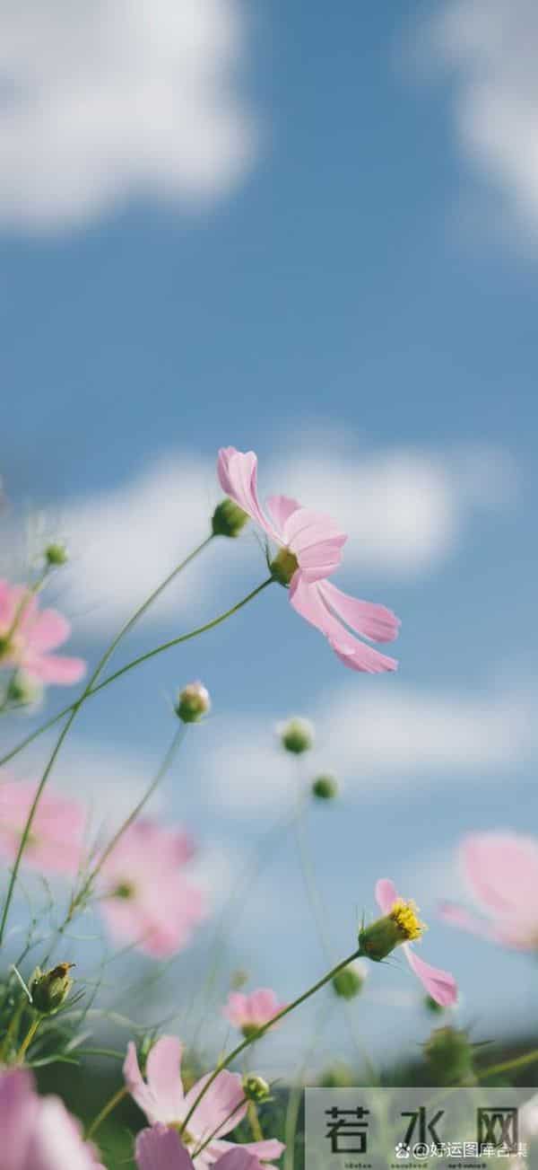 人到晚年,如有异性靠近不是桃花,是你心里开了光光是你心里开