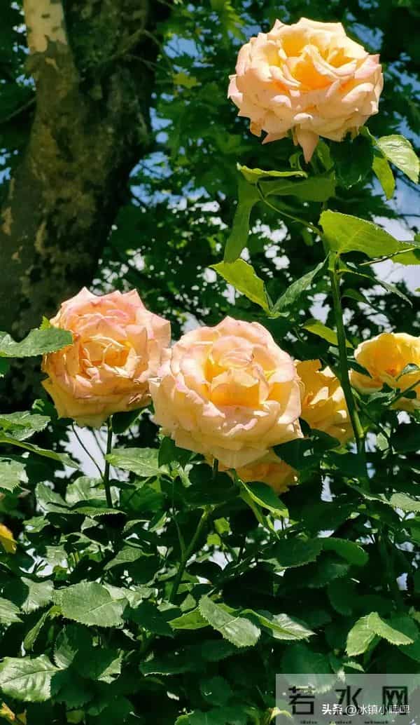 异性之间有没有“戏”,不用猜,看聊天时敢不敢开这三个“玩笑”