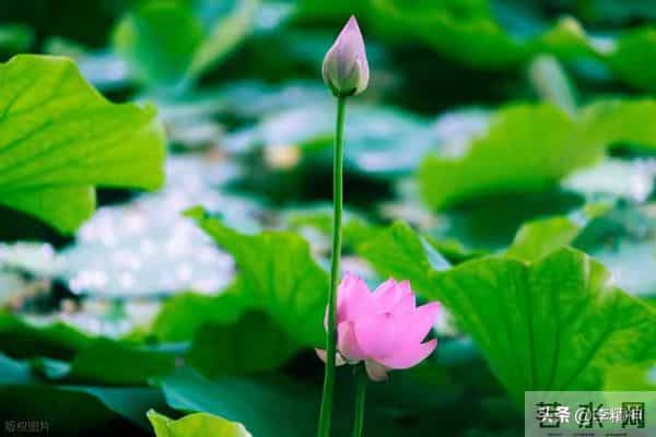 注意了!恭喜你,近期鸿运当头,喜事接连上门!