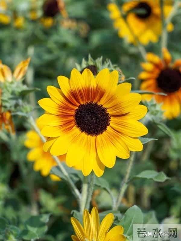 人过半生才悟：沉默不是寡言，是刻在骨子里的清醒