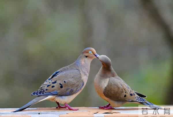 吻的温度就是爱的深度,真情假意一吻便晓