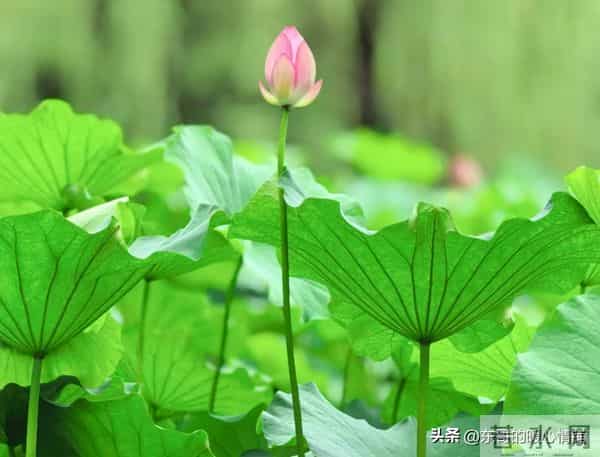 两性相处,中年女人最爱听的8句“心动话”,说对了感情更甜蜜