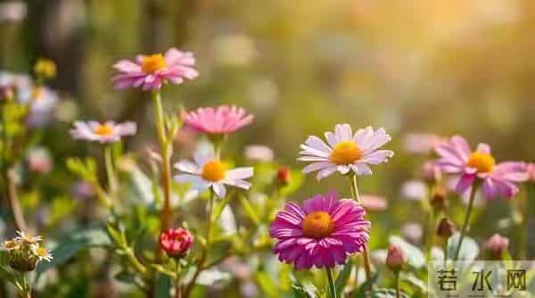 人到中年不翻山越岭,只守眼前风景。