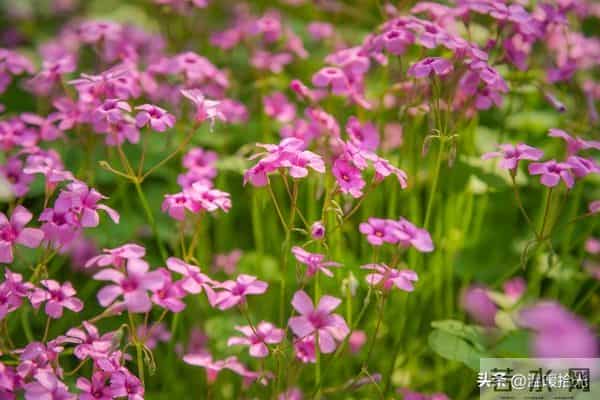 越是成熟的男人，越容易爱上“中年女人”：原因只有一个，很准