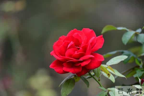 老人注意：这五句话，宁愿烂在肚子里也别对儿媳女婿说