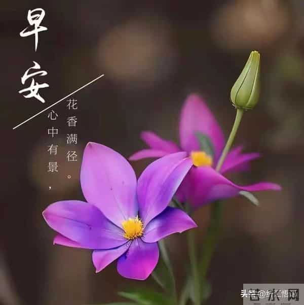 早安!愿这清晨的第一声问候,像一杯温热的牛奶,温暖你的心田