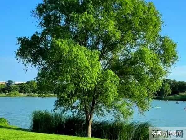 我退休金4700搭伙老伴每月出1000，吃住在我家，1年后把他赶出家