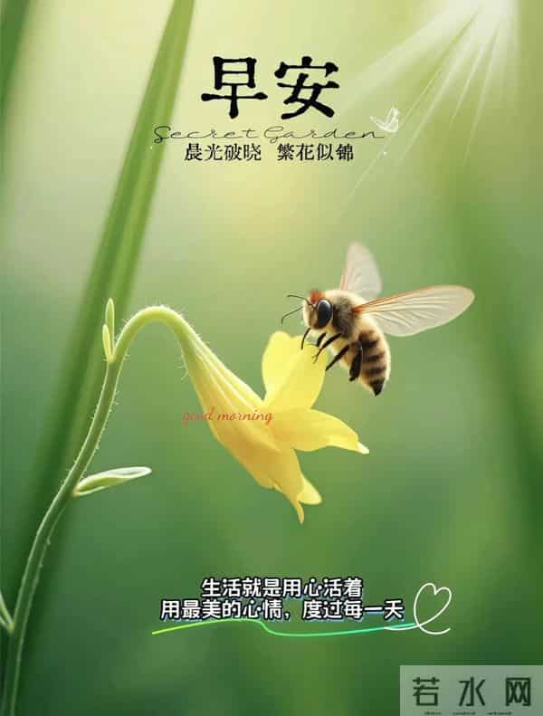 11月24日早上好 早上好图片最新今天 早安问候图片 早安暖心的句子