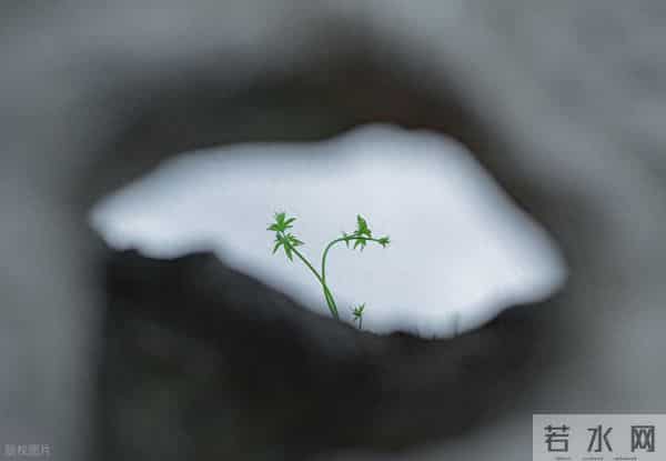 假装平庸，隐藏精明的星座：羽衣常带烟霞色，不惹人间桃李花