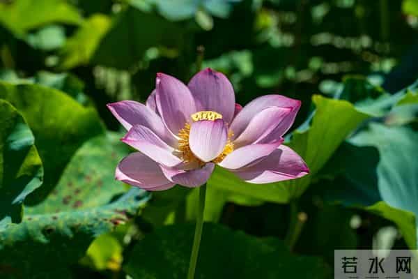 最好色的四大星座 表面正人君子,私下反差超大