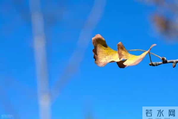 岁月忽晚,浅冬微凉,几度闲愁煮相思,一世繁华落红颜