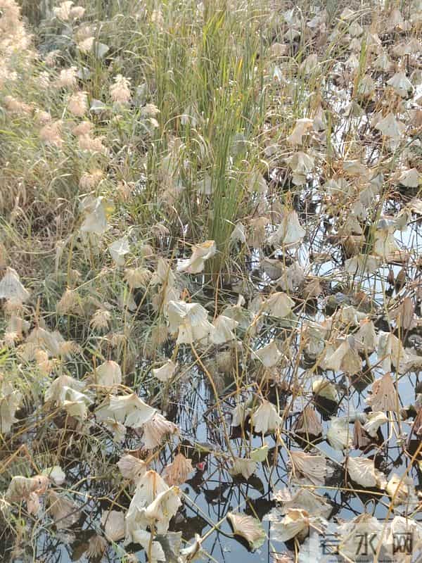 散文- 小雪闲记