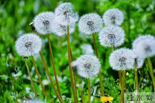 真正毁掉一个家庭的,不是妻子太强势,而是丈夫太“老实”