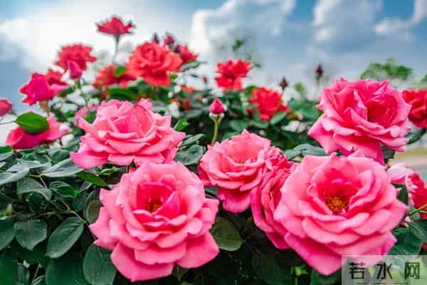 老人注意:这五句话,宁愿烂在肚子里也别对儿媳女婿说