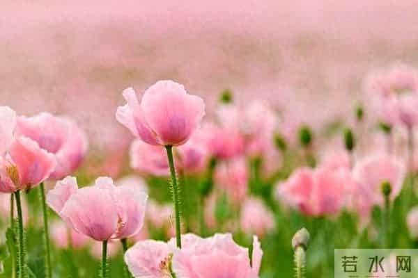 去女儿家带娃，女婿要求我每月交3000房租，我不吵不闹提三个要求