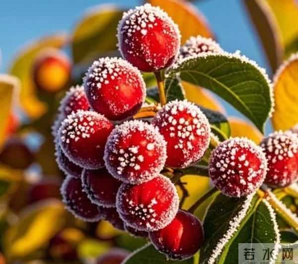 散文：初冬的寒意，最易勾起故土的思念