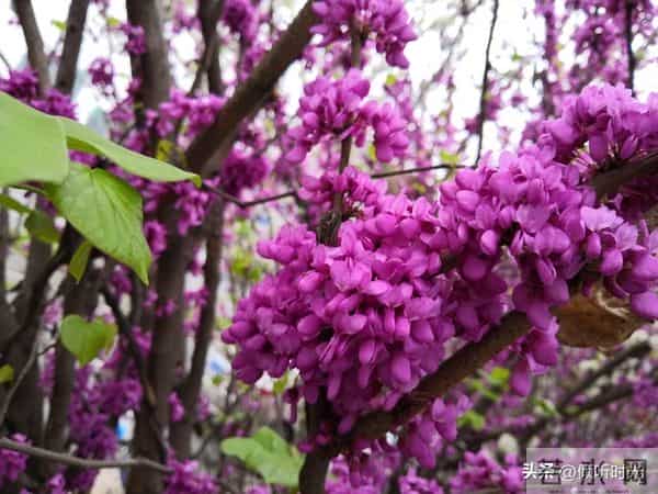 两性关系，惊人发现，60岁与异性靠近，根本不是桃花运，而是这