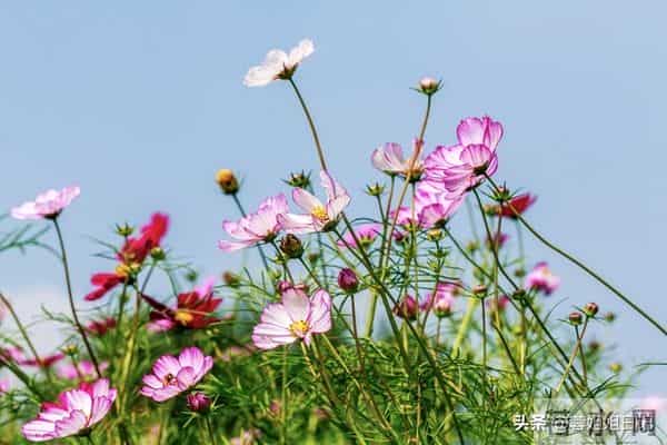 落进生活里的砂石终究会被挑拣丢弃,铅华不可弃,否极泰来度余生