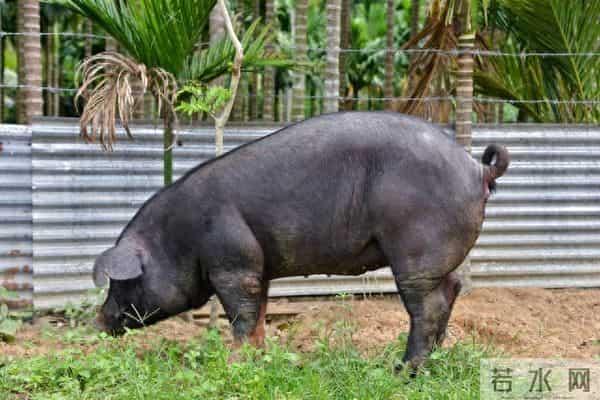 生肖猪注意!宠你的人,不会一直在原地等你的!