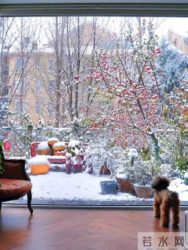 有个院子猫冬,是种幸福