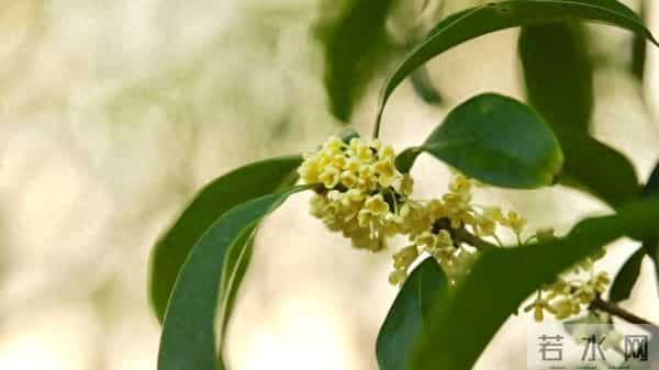 女人被吃定后，明显的变化：主动