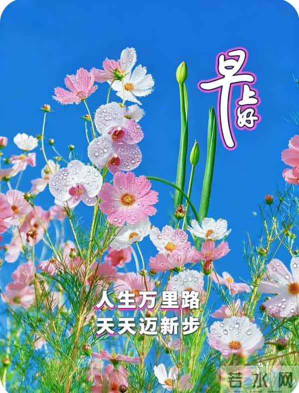 早安·花与吉愿皆可期