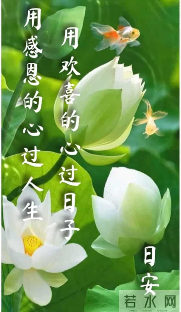 早安·花与吉愿皆可期