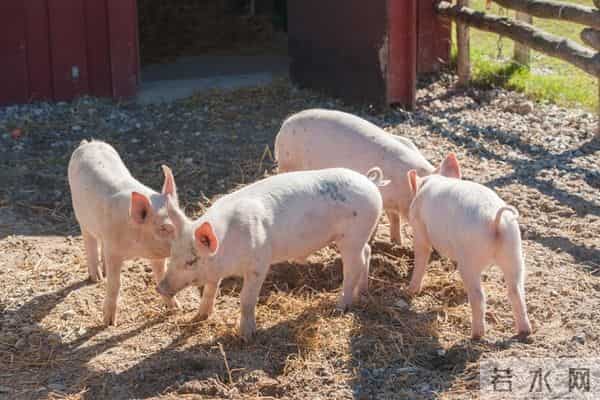 生肖猪注意!宠你的人,不会一直在原地等你的!