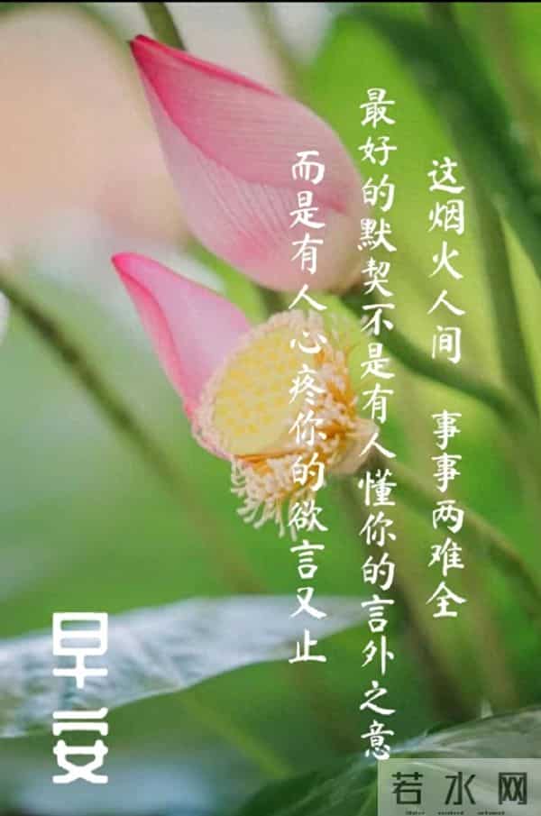 早安·花与吉愿皆可期
